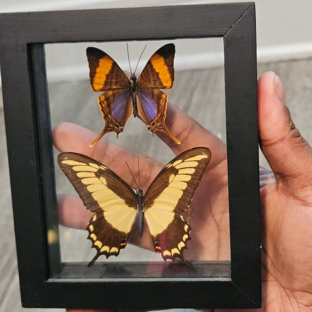 Corinna Daggerwing Swallowtail Male Butterflies Set Framed Taxidermy Display